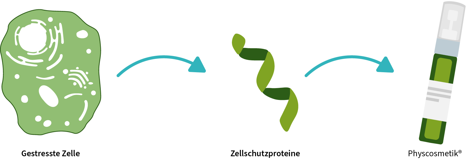 Eine Erklärgrafik, die darstellt wie aus einer Zelle Hitzeschockproteine extrahiert und in das Produkt eingefügt werden.